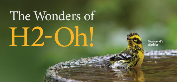 Townsend's Warbler in a bird bath