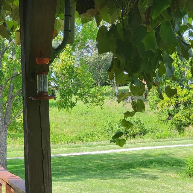 Hummingbird on Feeder